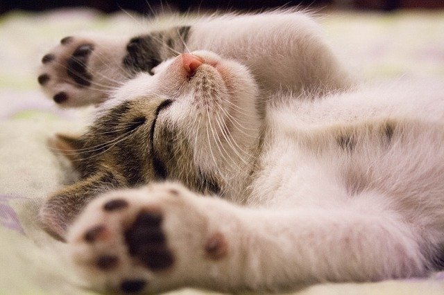 The pet effect kitten love