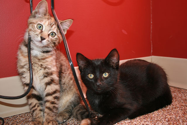 The pet effect merlin and lara