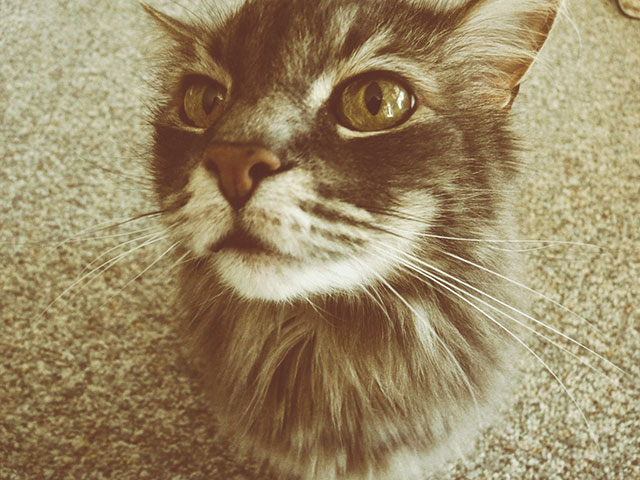 The pet effect toffee