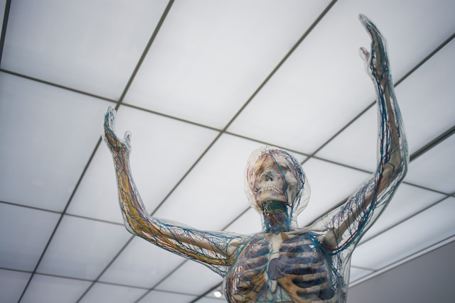 Immune System | Functional Medicine & Gut Health