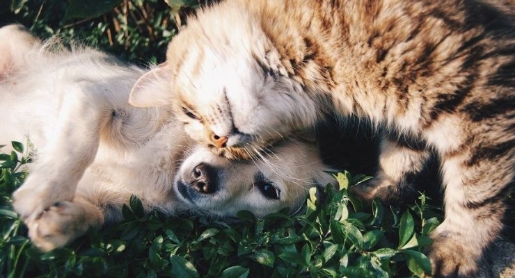 The Pet Effect and Depression The Pet Effect and Depression