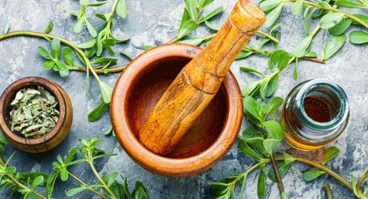 The Incredible World of Plant Medicine